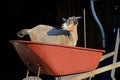 Little goat plays in a red wheel barrow. Royalty Free Stock Photo