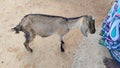 Little Goat standing near the feet of the owner to be pampered Royalty Free Stock Photo