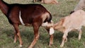 little goat suckles from her mother