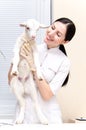 Little goat at the vet Royalty Free Stock Photo