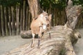 little Goat Royalty Free Stock Photo