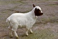 Little goatling