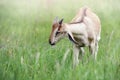 Little goatling in a green spring meadow Royalty Free Stock Photo