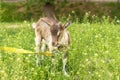 Little goatling with horns on a leash in the field Royalty Free Stock Photo