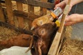 Little goats drinking milk in the farm Royalty Free Stock Photo