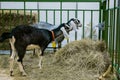 Little goats eating hay at agricultural animal exhibition, trade show Royalty Free Stock Photo