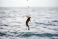 Little goby fish caught on a hook in the sea, fish catching with hook Royalty Free Stock Photo