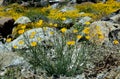 Little Gold Poppy, Anza Borrego desert state park Royalty Free Stock Photo