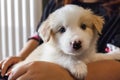 little golden border collie puppy dog portrait