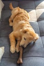 Little golden retriever playing with rawhide bone on sofa Royalty Free Stock Photo