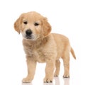 Little golden retriever dog standing on white background