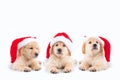 Little golden retriever dogs wearing christ mas hat