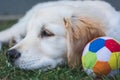 Little golden retriever puppy rest near a colorful ball Royalty Free Stock Photo