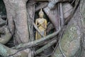 Little golden statue of Buddha inside roots of banyan tree in Buddhist temple