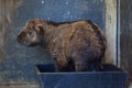 Little Golden takin (Budorcas taxicolor bedfordi).