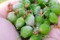 Little gooseberry berries on hand damaged by Powdery mildew fungi. White fungal