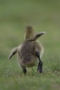 Little Gosling Running Away in Spring