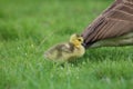 Little Gosling Staying Close to Mother Goose Royalty Free Stock Photo
