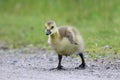 Little Gosling Walking Royalty Free Stock Photo