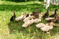 Little goslings eating on the green meadow Royalty Free Stock Photo