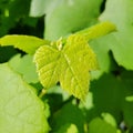 Little grape leaf detail. Closeup of growing wine leaf. Royalty Free Stock Photo