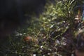 Little grass with dew in a forest