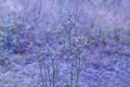 Little grass flower with blue and purple bokeh  bokeh abstract spring background Royalty Free Stock Photo