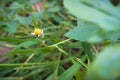 Little grass flowers Wayside closeup background.