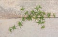 Little grass growing up on the surface of cracking concrete road Royalty Free Stock Photo