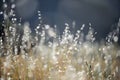 Little grass in soft focus