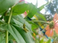 Little grasshoper in green leaves