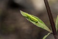 Little grasshopper on green leaf Royalty Free Stock Photo