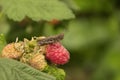 A little grasshopper sits on a red raspberry berry with green le Royalty Free Stock Photo