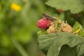 A little grasshopper sits on a red raspberry berry with green le Royalty Free Stock Photo