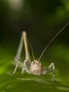 Little grasshopper sitting in the green grass in the summer Royalty Free Stock Photo