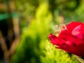 Little Grasshopper Standing in The Red Rose Royalty Free Stock Photo