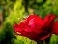 Little Grasshopper Standing in The Red Rose Royalty Free Stock Photo