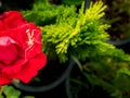 Little Grasshopper Walking in The Red Rose Royalty Free Stock Photo