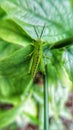 Little grasshoppers are on the green leaves blurred. Close-up macro