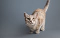 The little gray cat looks up with fear and caution. Beautiful funny kitten. Animal pet. Felines natural curiosity habits, Royalty Free Stock Photo