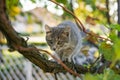 Little gray cat play on grapevine tree