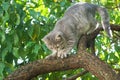 Little gray cat play on grapevine tree