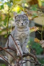 Little gray cat play on grapevine tree
