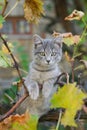 Little gray cat play on grapevine tree