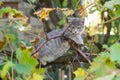 Little gray cat play on grapevine tree