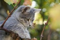 Little gray cat play on grapevine tree