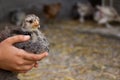 Little gray chicken sits on the girl's hands on a gray background