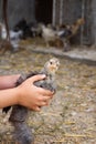 Little gray chicken sits on the girl's hands on a gray background
