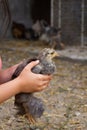 Little gray chicken sits on the girl's hands on a gray background