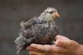 Little gray chicken sits on woman's hands on a gray background